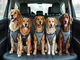 adac-test-welcher-hundesicherheitsgurt-schuetzt-am-besten