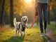 flexi-leine-mit-licht-und-kotbeutel-die-innovative-loesung-fuer-spaziergaenge