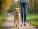 flexi-leine-ohne-zug-vorteile-fuer-hund-und-halter