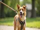 hunde-sicherheitsgeschirr-tuev-gepruefte-sicherheit-fuer-deine-fellnase