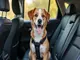 hunde-sicherheitsgurt-fuers-auto-was-sie-vor-dem-kauf-wissen-muessen