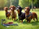 hundegeschirr-dackel-test-die-besten-modelle-im-vergleich