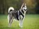 hundegeschirr-husky-so-findest-du-das-perfekte-geschirr-fuer-kraftvolle-vierbeiner