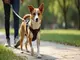 hundegeschirr-integrierte-leine-praktische-loesungen-fuer-unterwegs