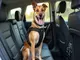 hundegeschirr-isofix-worauf-achten-bei-der-auswahl