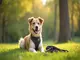 hundegeschirr-ja-oder-nein-alle-vor-und-nachteile-im-ueberblick