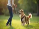 hundegeschirr-training-so-klappt-es-stressfrei-und-effektiv