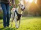 hundegeschirr-unterstuetzung-hilfe-fuer-aeltere-und-verletzte-hunde