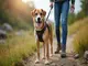 hundegeschirr-wandern-test-die-besten-modelle-fuer-den-outdoor-trip
