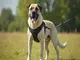 hundegeschirr-xxl-test-die-besten-modelle-fuer-grosse-hunde