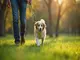 hundetraining-curving-die-innovative-trainingsmethode-fuer-ihren-hund
