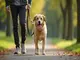 hundetraining-on-tour-so-bleibt-dein-hund-ueberall-gehorsam