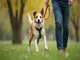 hundetraining-positive-verstaerkung-so-funktioniert-modernes-lernen