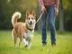 hundetraining-tipps-die-wichtigsten-tricks-fuer-einsteiger-und-profis