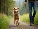 leinenpflicht-jura-schweiz-schutz-fuer-wildtiere-und-natur