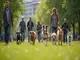 leinenpflicht-muenchen-was-hundebesitzer-jetzt-wissen-muessen
