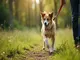 leinenpflicht-naturschutzgebiet-das-sollten-hundebesitzer-wissen