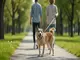 leinenpflicht-northeim-diese-vorgaben-gelten-fuer-hundehalter
