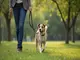 leinenpflicht-oberhausen-diese-regeln-sollten-hundehalter-kennen