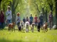 leinenpflicht-oranienburg-diese-regeln-sollten-hundebesitzer-kennen