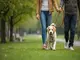 leinenpflicht-paderborn-was-hundebesitzer-jetzt-wissen-muessen
