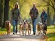 leinenpflicht-peine-diese-regeln-sollten-hundebesitzer-beachten