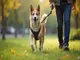 leinenpflicht-quickborn-das-sollten-hundebesitzer-wissen