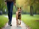 leinenpflicht-stuttgart-die-wichtigsten-infos-fuer-hundebesitzer