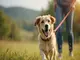leinenpflicht-sylt-was-du-als-hundebesitzer-wissen-solltest