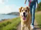 leinenpflicht-travemuende-das-muessen-hundehalter-wissen
