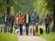 leinenpflicht-uster-regeln-und-tipps-fuer-hundebesitzer