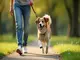 leinenpflicht-wuerzburg-regeln-und-tipps-fuer-hundebesitzer