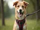 so-funktioniert-ein-hundegeschirr-ohne-ueber-kopf-ziehen-komfort-fuer-jeden-hund