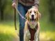 so-nutzt-du-hundegeschirr-und-halsband-gleichzeitig-richtig-sicherheit-beim-gassi