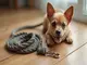 welpenleine-tau-robust-stylisch-und-optimal-fuer-kleine-hunde