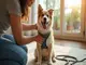 youtube-hundegeschirr-anlegen-die-besten-tutorials-fuer-anfaenger